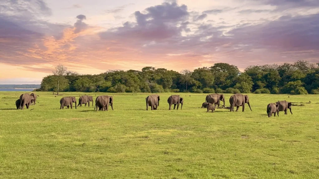 Minneriya Jeep Safari Sri Lanka Elephant Gathering