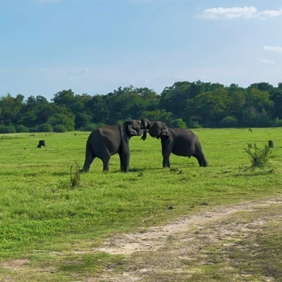 Jeep safari Sri Lanka elephant viewing in Minneriya National Park