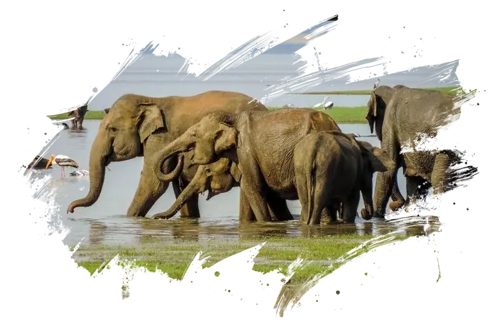 Luxury jeep safari Habarana wildlife experience