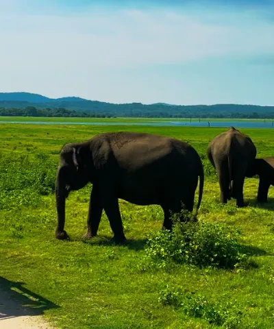 Jeep safari viewing Minneriya elephant gathering wildlife spectacle