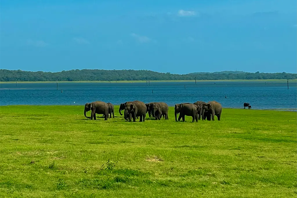 Elephants by Kaudulla Lake during a jeep safari