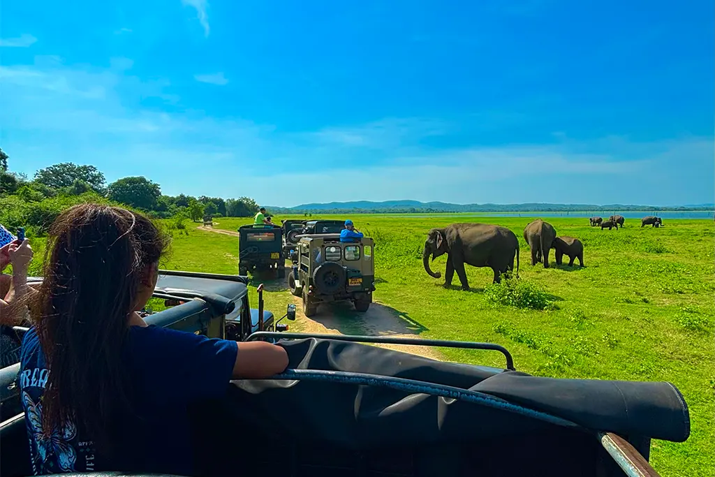 Sunset safari jeep tour in Minneriya National Park