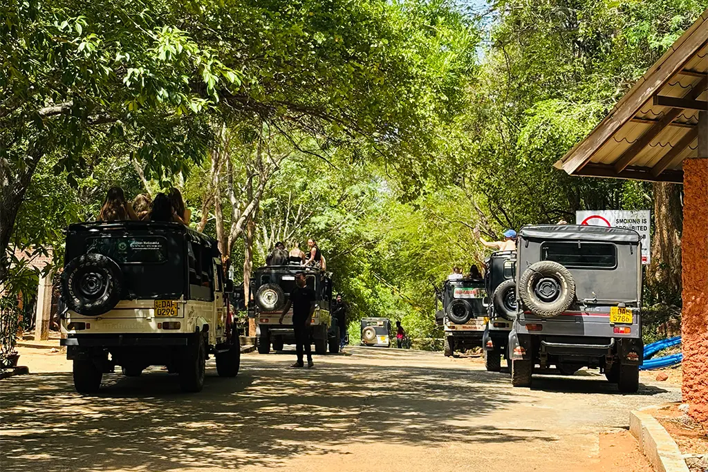 Elephant crossing the safari path in Minneriya National Park